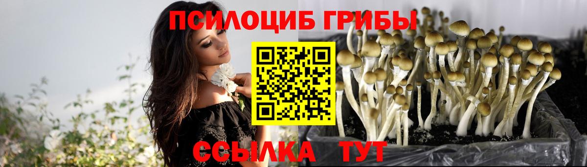 Елизово  Галлюциногенные грибы Psilocybe  Вход с VPN 
